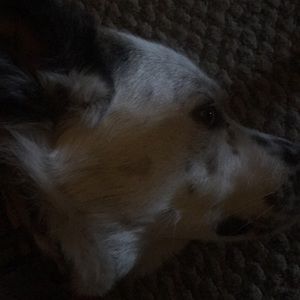 Meet your Posher, Brandy